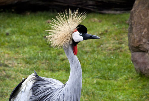 Birds