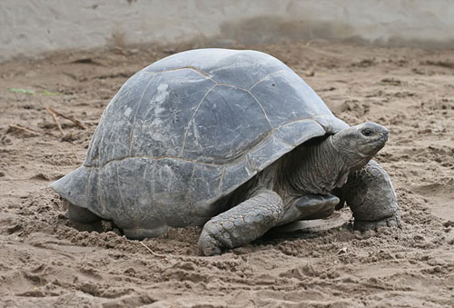 Reptiles & Amphibians